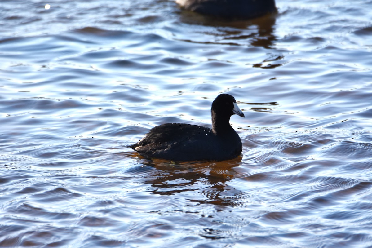 American Coot (Red-shielded) - ML616630674