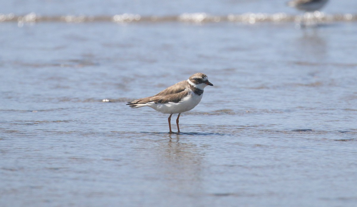 Semipalmated Plover - ML616630722