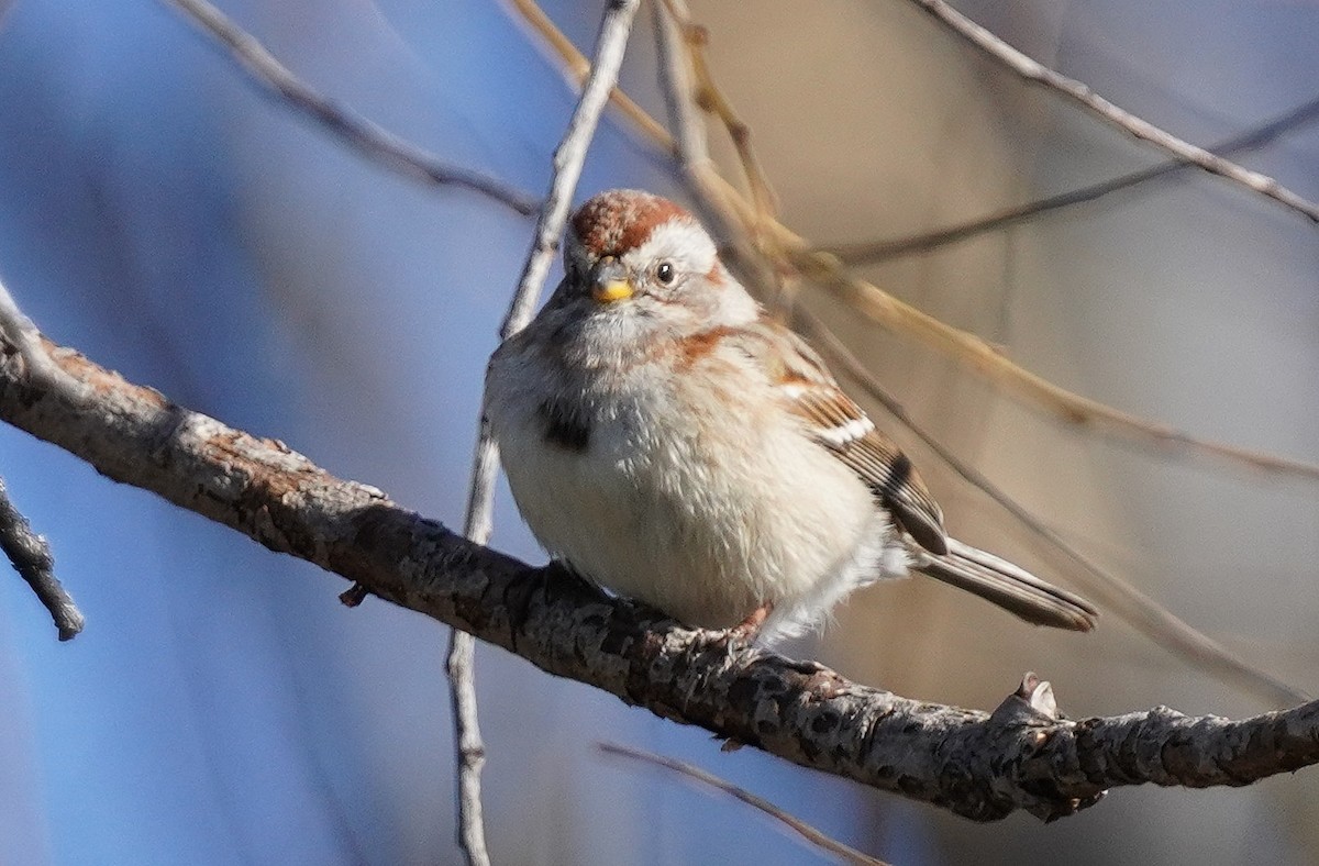 American Tree Sparrow - ML616630786