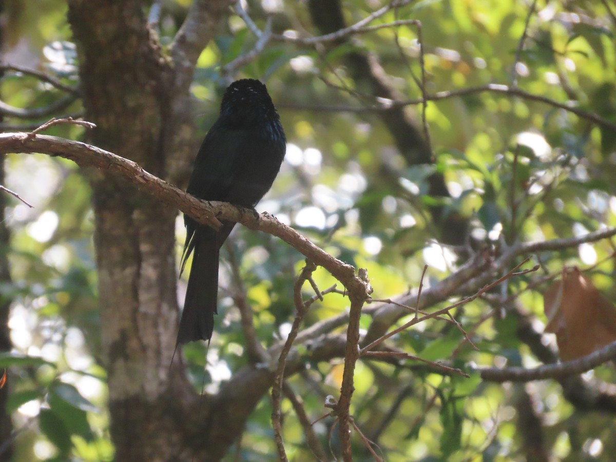 Lesser Racket-tailed Drongo - ML616630801