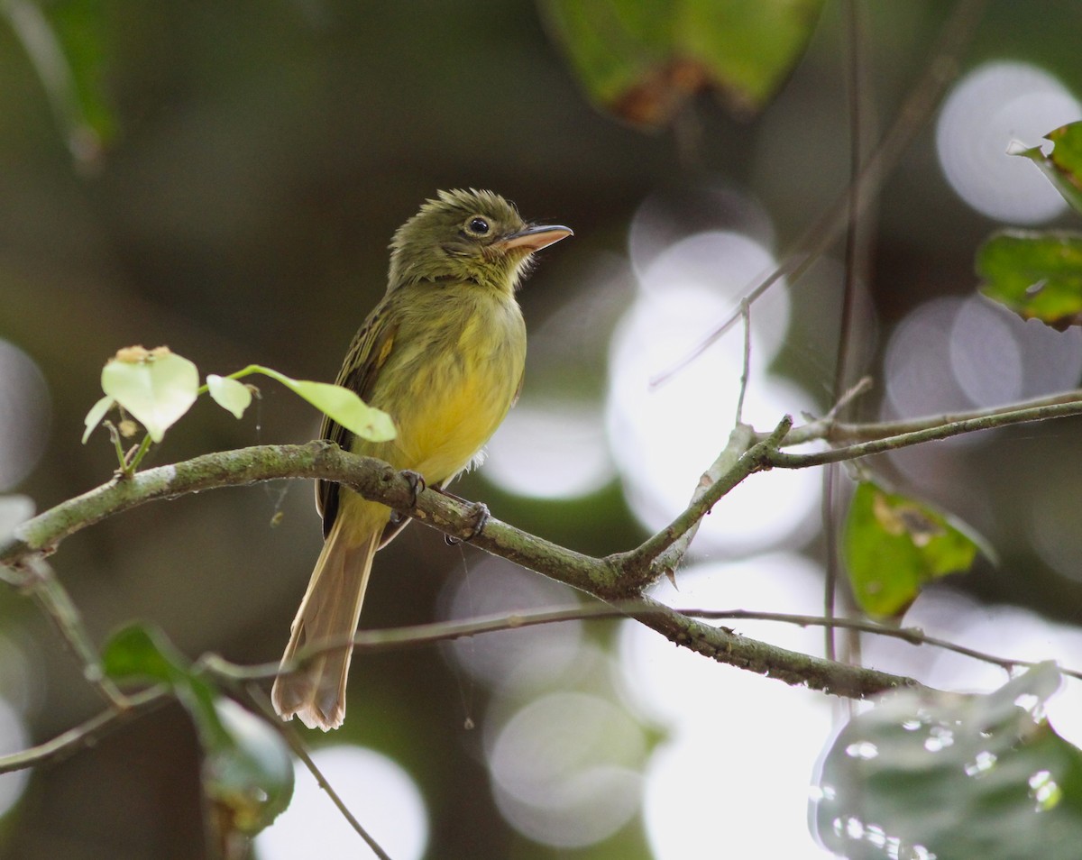 Western Olivaceous Flatbill - ML616630834