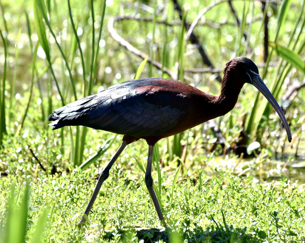 ibis hnědý - ML616630855