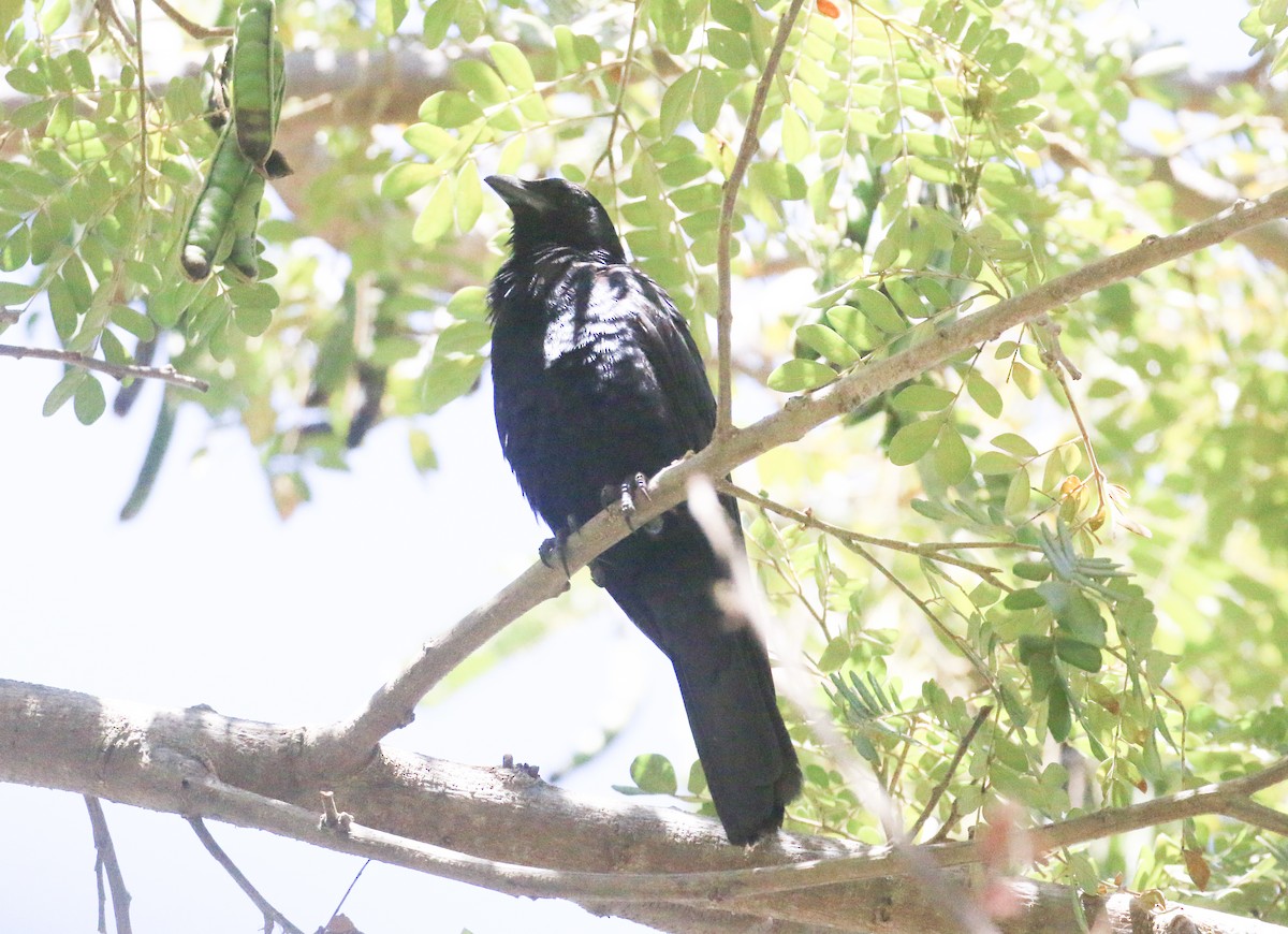Sinaloa Crow - Lucas Corneliussen