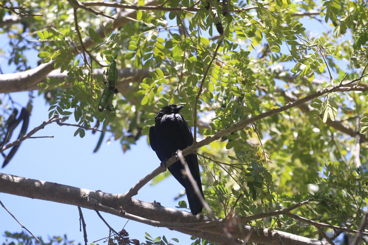 Sinaloa Crow - ML616630873
