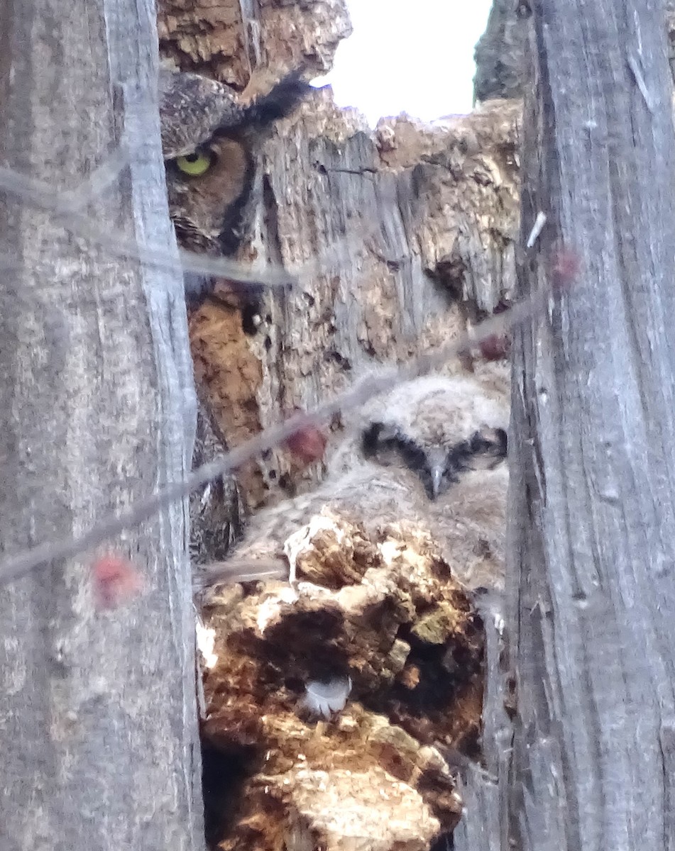 Great Horned Owl - ML616630905