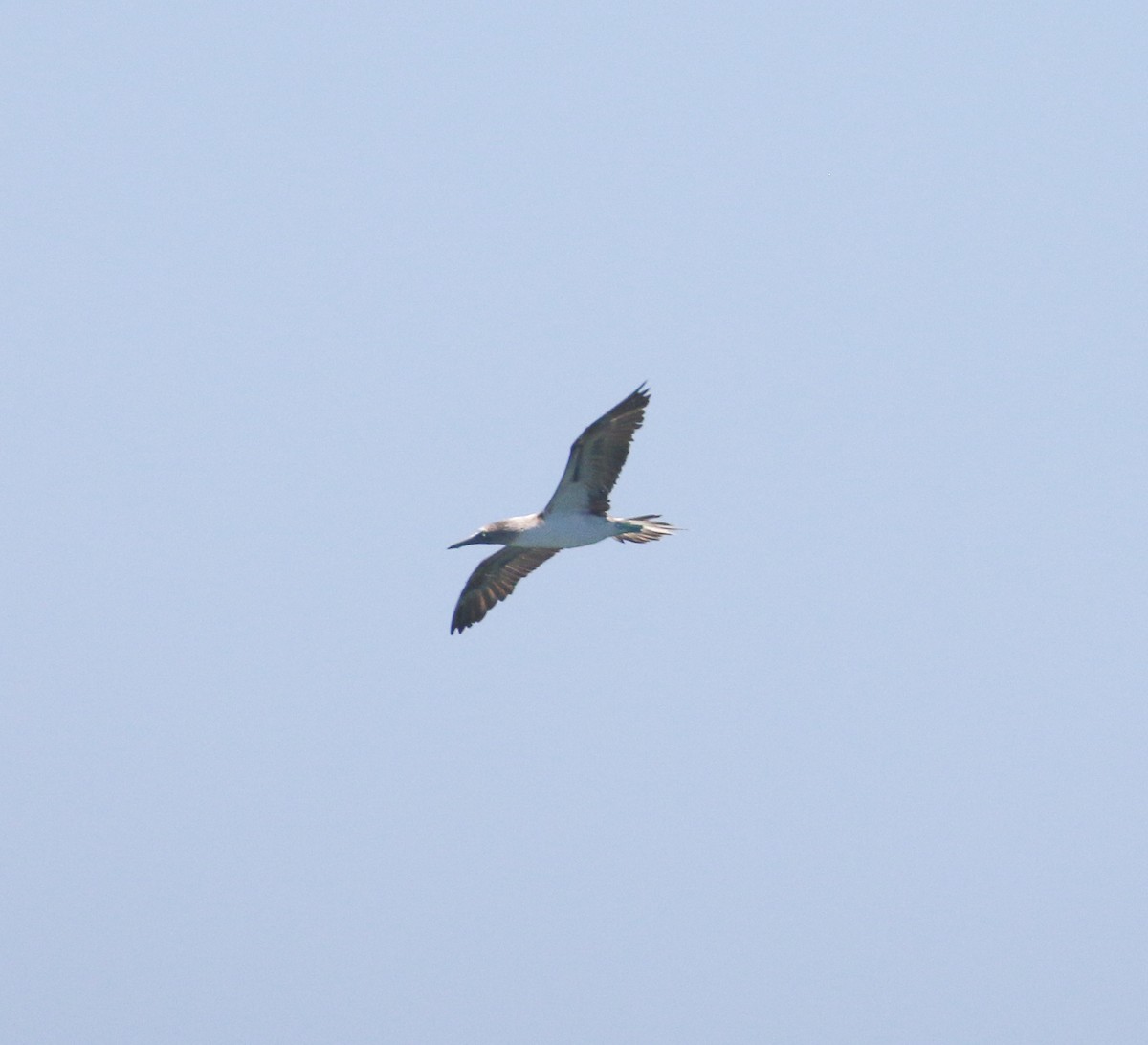 Blue-footed Booby - ML616630908