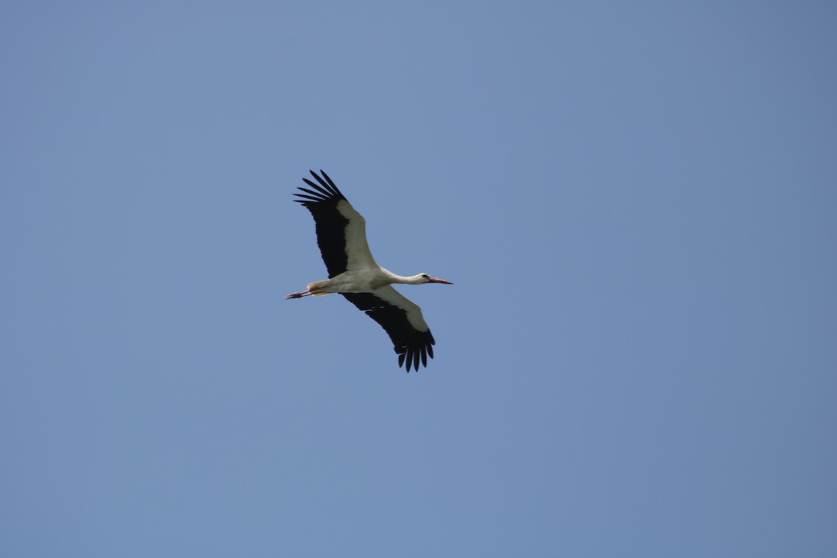 White Stork - ML616630925