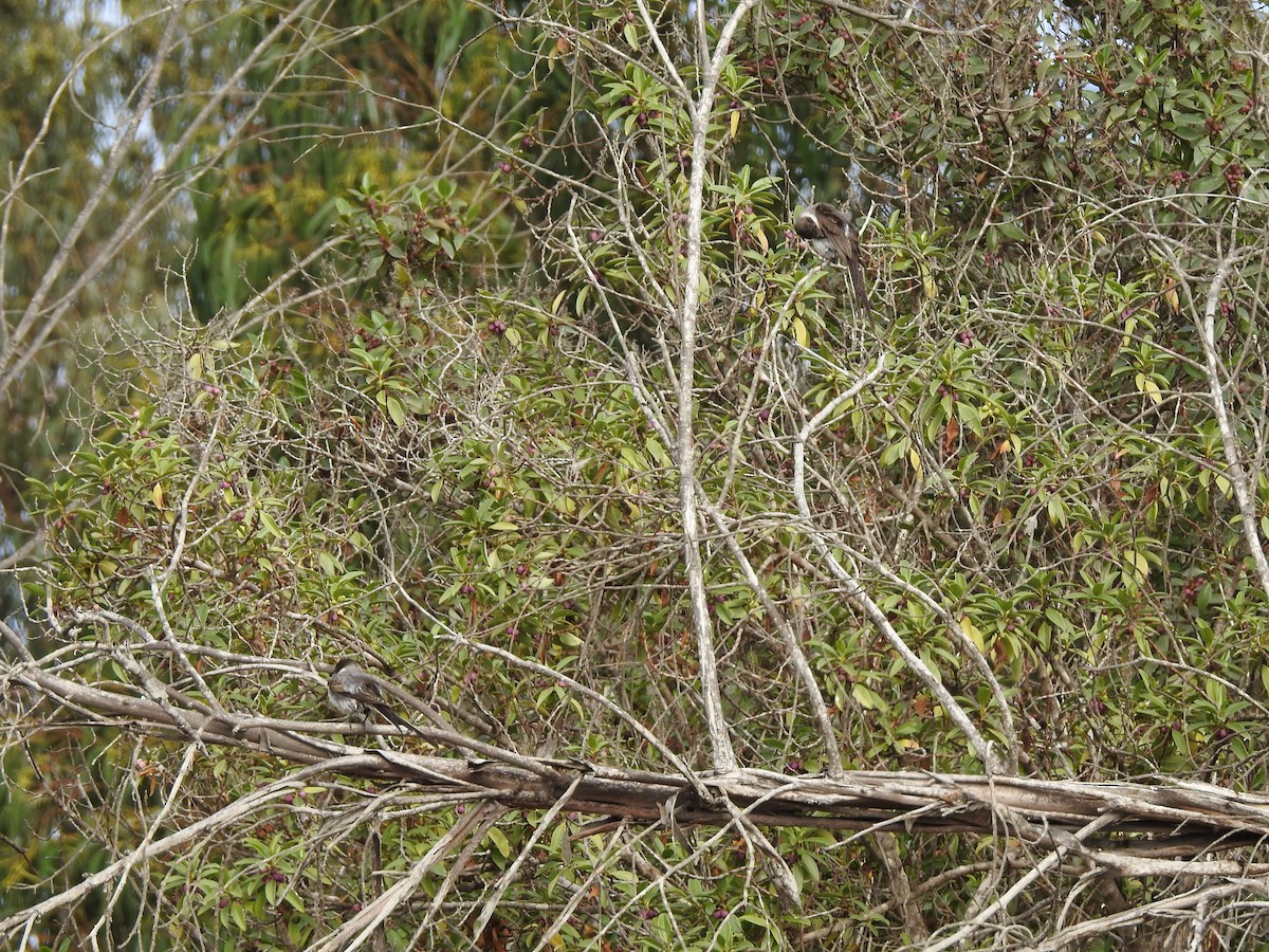 Fork-tailed Flycatcher - Paloma Lazo