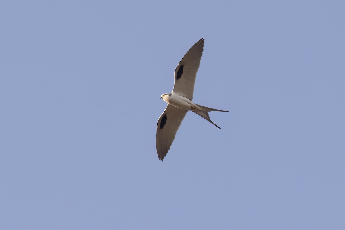 Scissor-tailed Kite - ML616631030