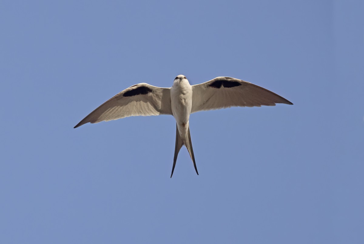Scissor-tailed Kite - ML616631035