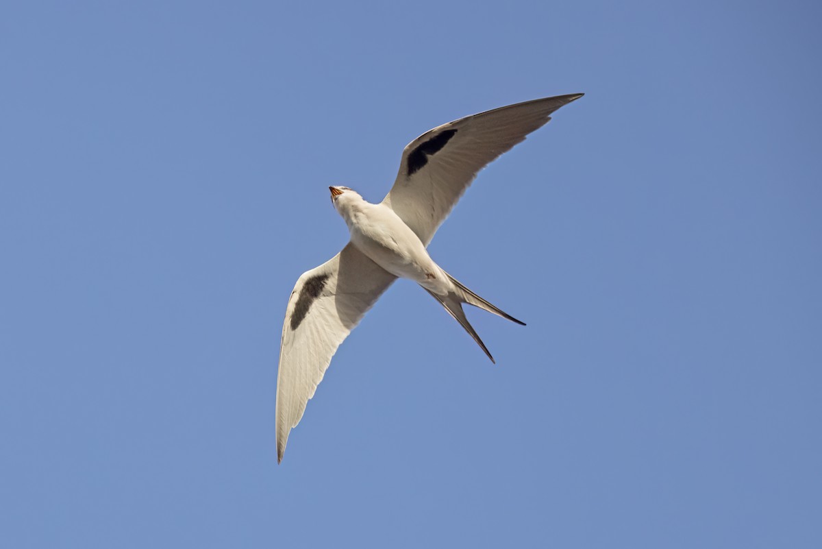 Scissor-tailed Kite - ML616631036