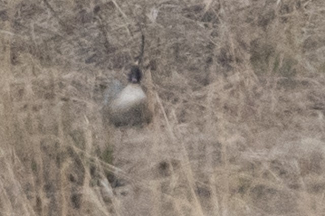 Pink-footed Goose