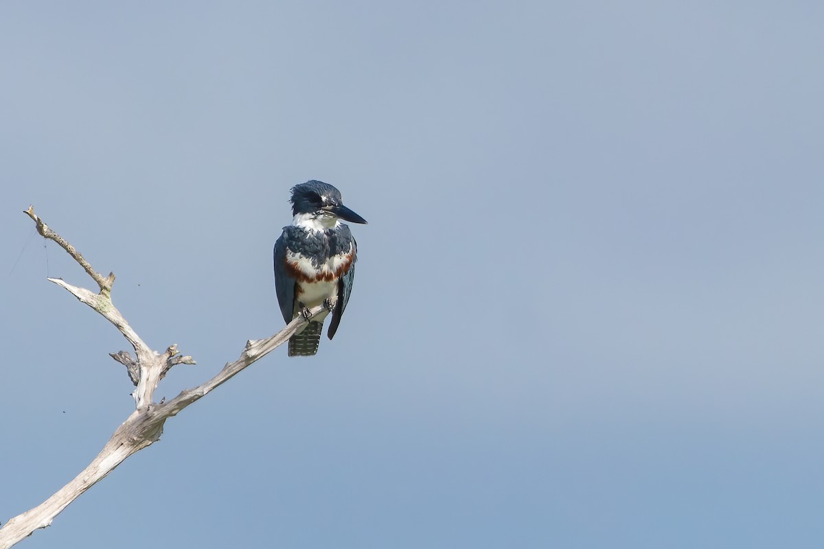 Belted Kingfisher - ML616631082
