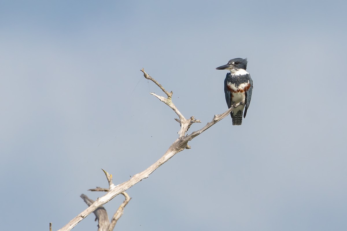 Belted Kingfisher - ML616631083