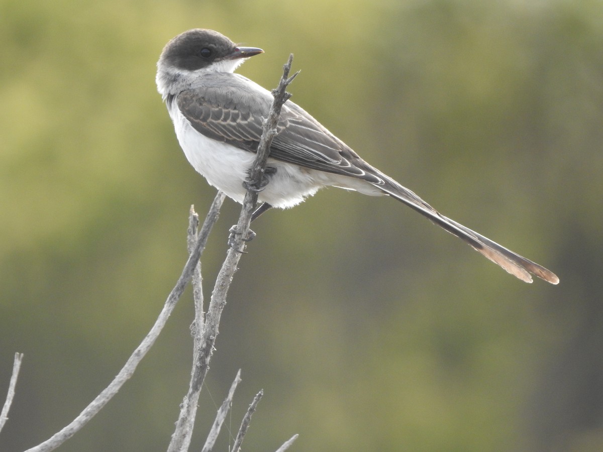 Fork-tailed Flycatcher - Paloma Lazo