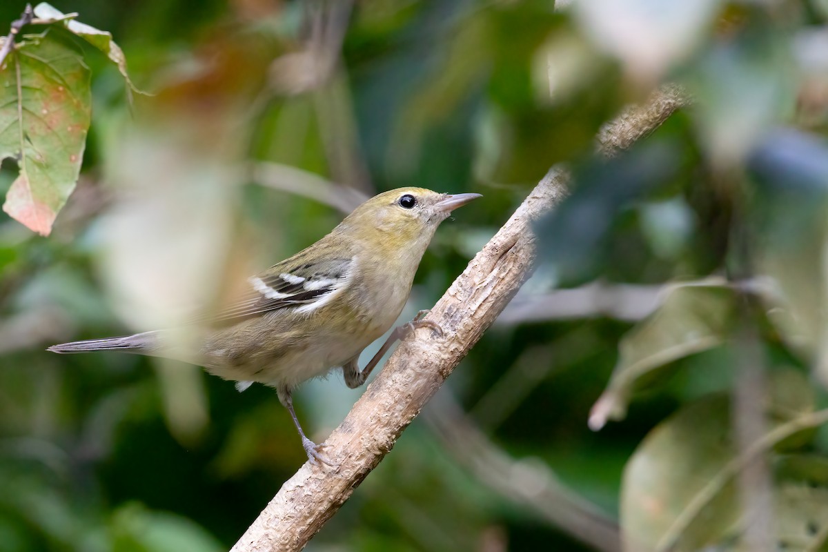 Bay-breasted Warbler - Jhonathan Miranda - Wandering Venezuela Birding Expeditions