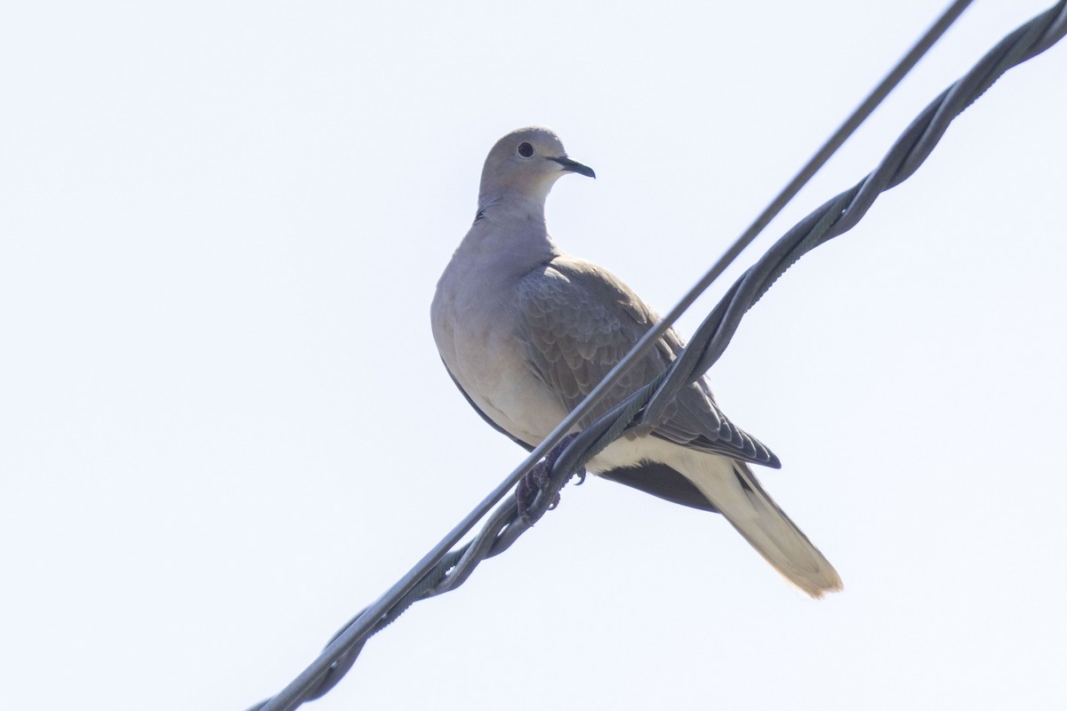 African Collared-Dove - ML616631354