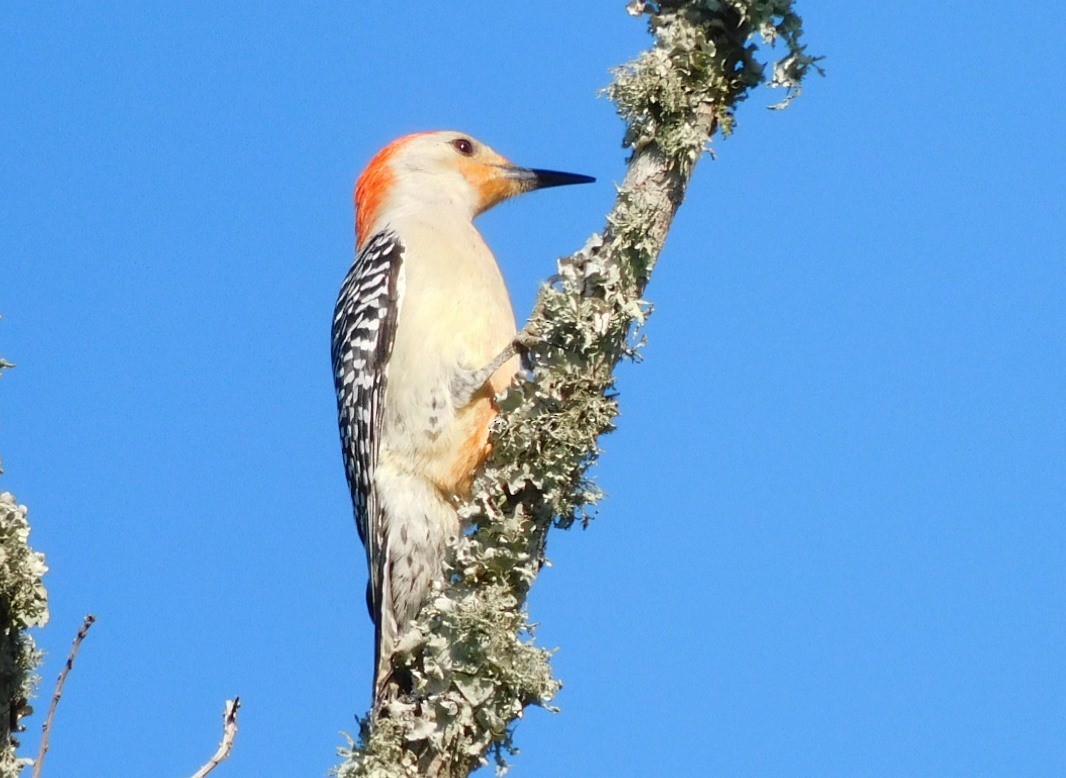 Red-bellied Woodpecker - ML616631473