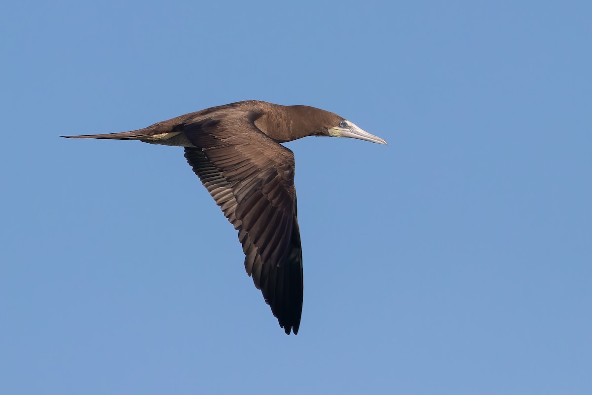 Brown Booby - ML616631591