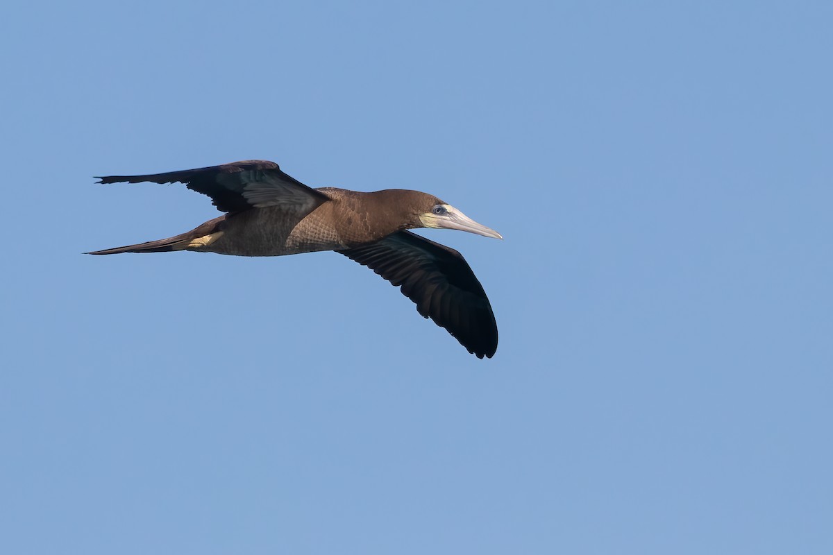 Brown Booby - ML616631592