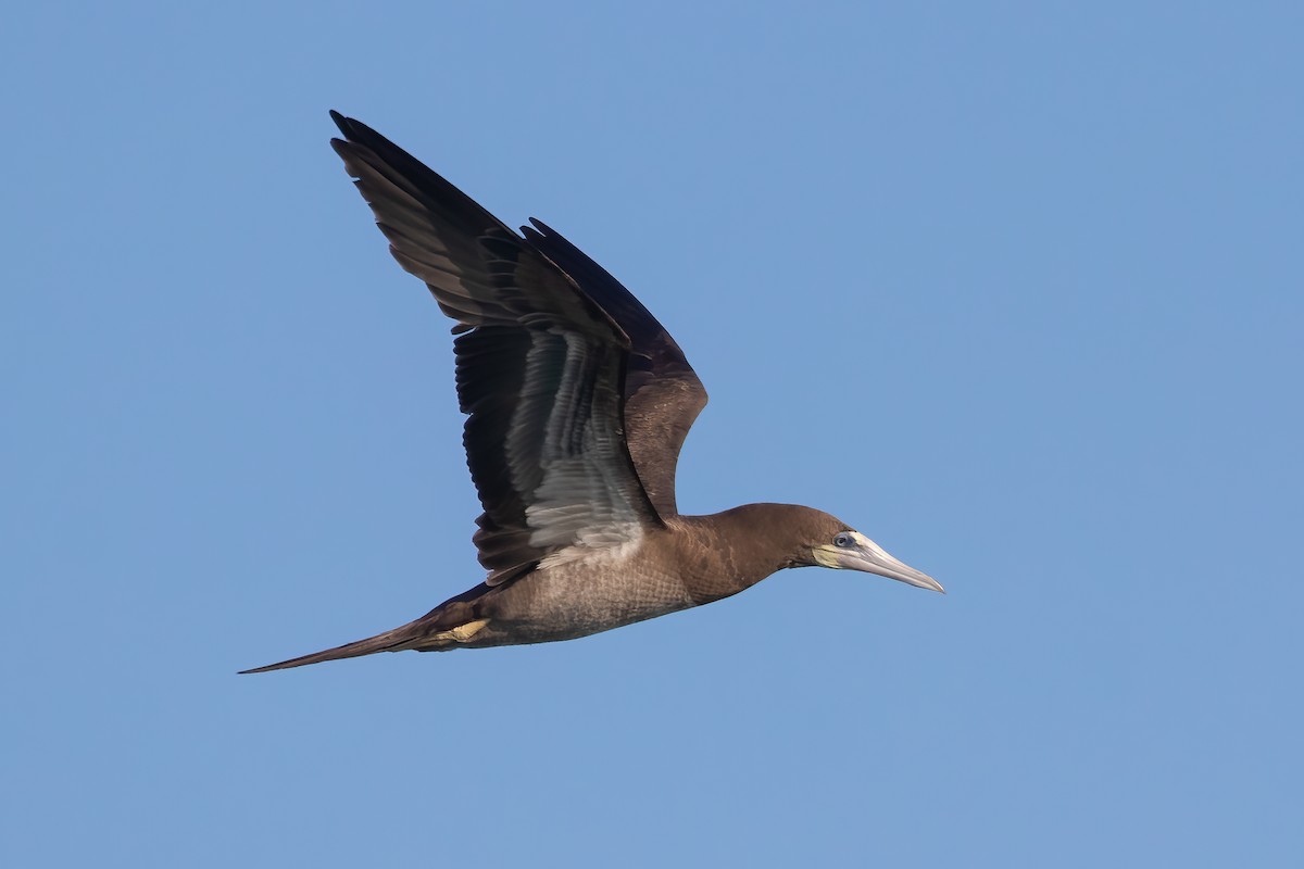 Brown Booby - ML616631593