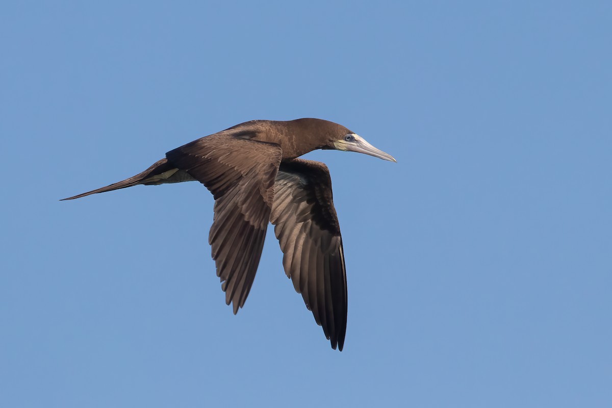 Brown Booby - ML616631594