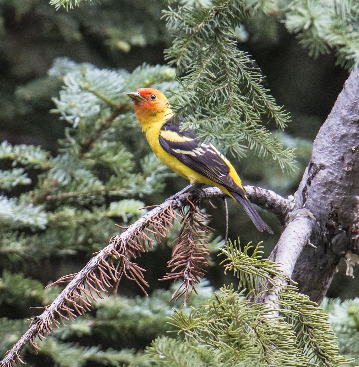 Western Tanager - ML616631696