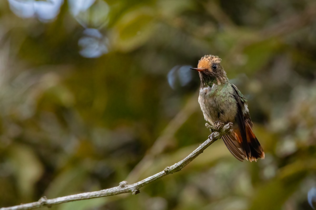 Spangled Coquette - Jhonathan Miranda - Wandering Venezuela Birding Expeditions