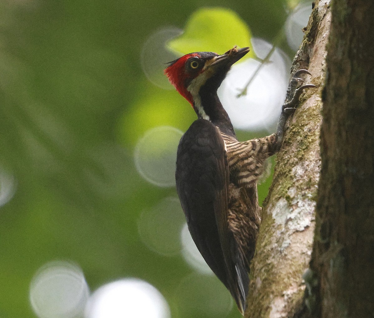 Crimson-crested Woodpecker - ML616631761