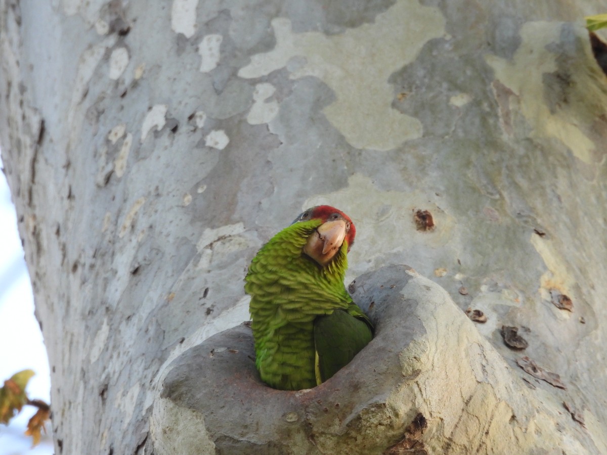 Lilac-crowned Parrot - ML616631805