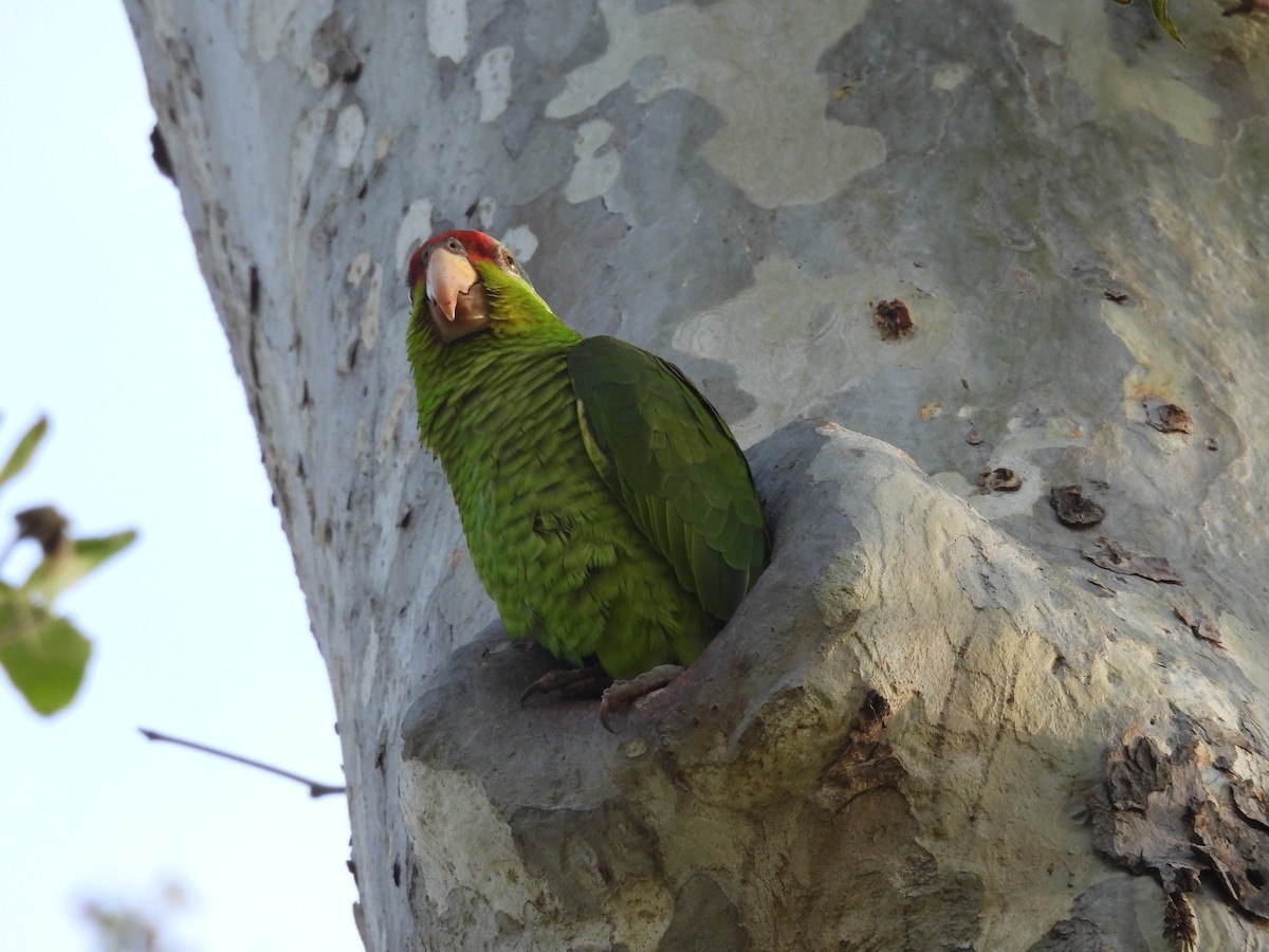 Lilac-crowned Parrot - ML616631811
