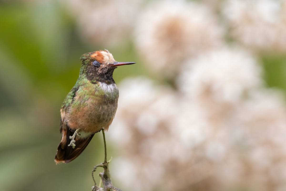 Spangled Coquette - Jhonathan Miranda - Wandering Venezuela Birding Expeditions