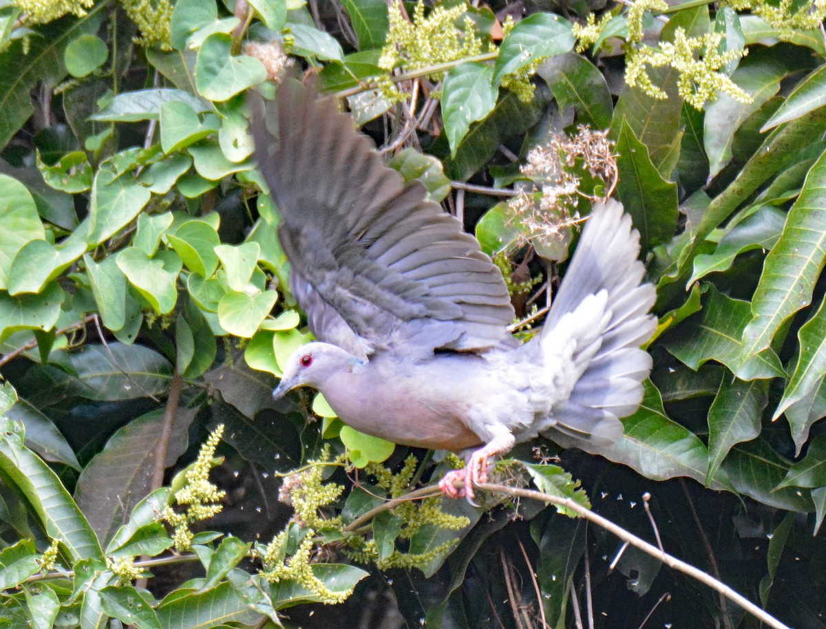 Ring-tailed Pigeon - ML616631895