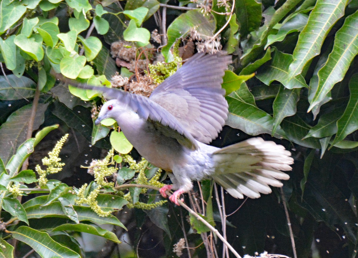 Ring-tailed Pigeon - ML616631896