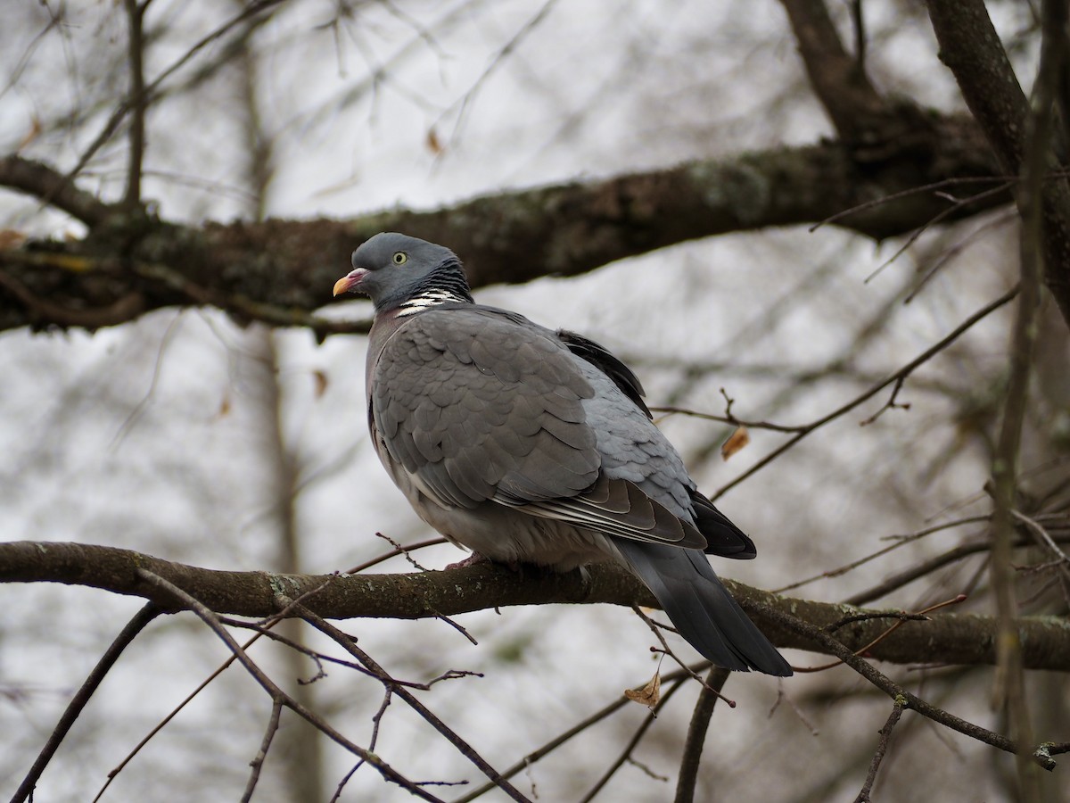 Common Wood-Pigeon - ML616631961