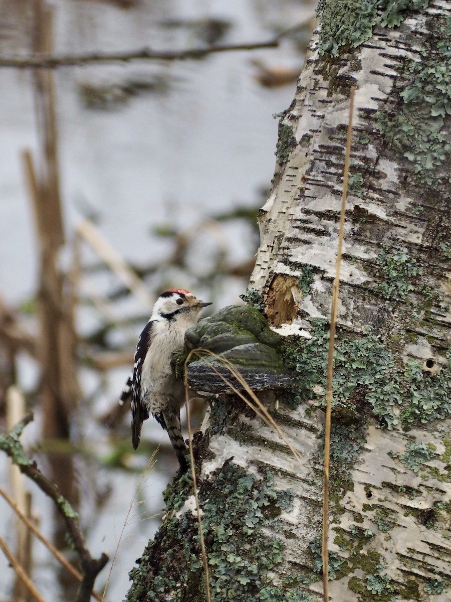 Lesser Spotted Woodpecker - ML616632009