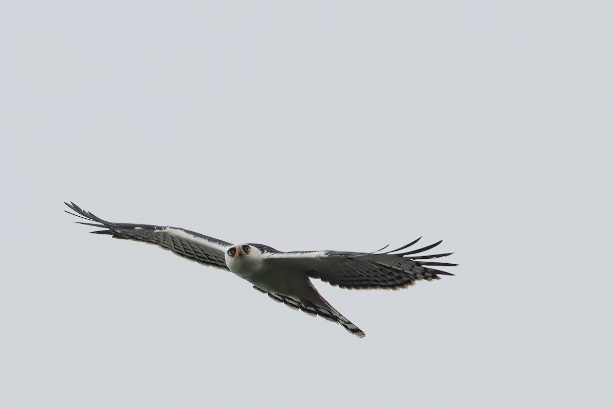 Black-and-white Hawk-Eagle - Jhonathan Miranda - Wandering Venezuela Birding Expeditions