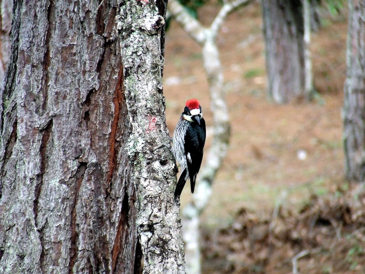 Acorn Woodpecker - lucas valderas