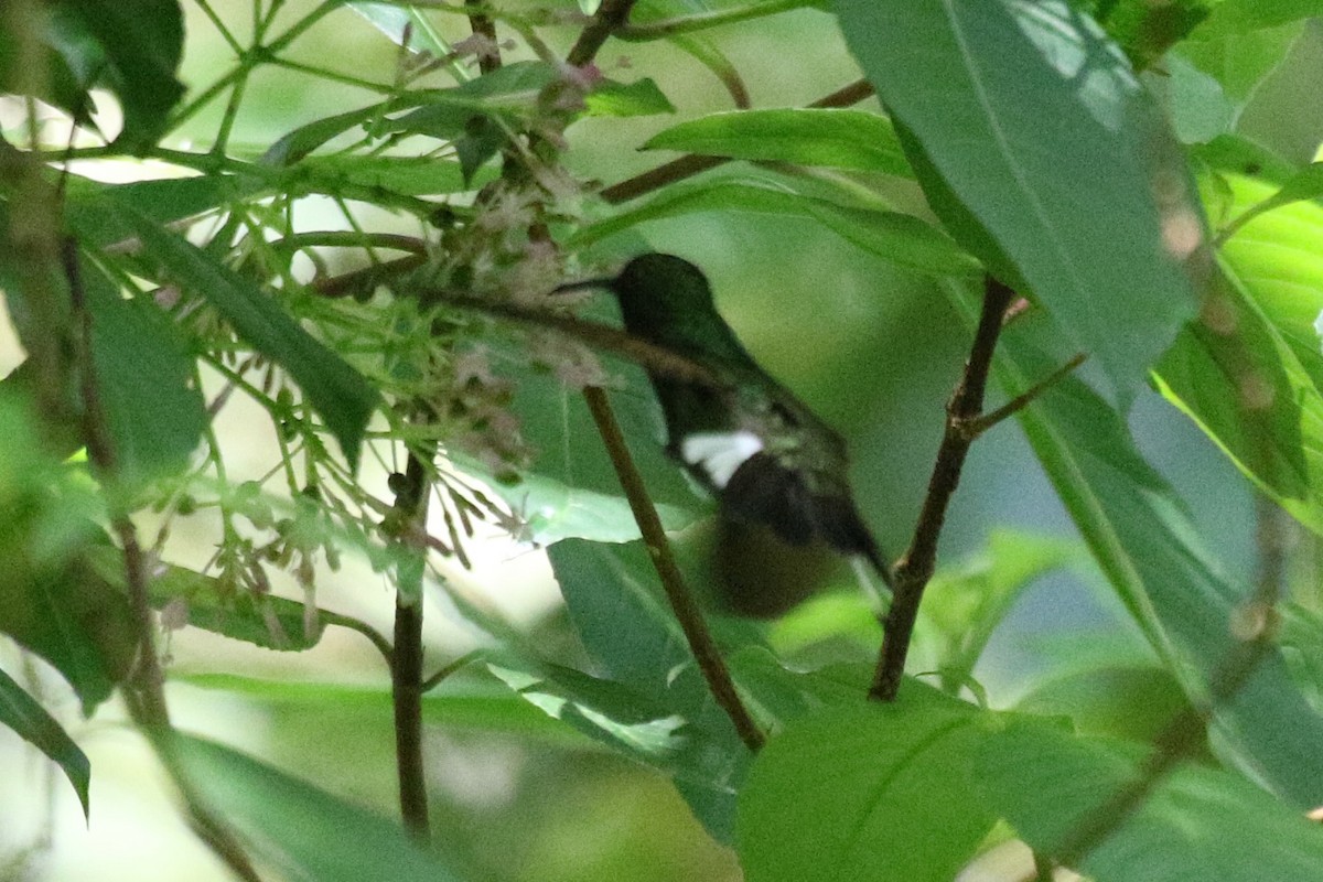 kolibřík zelenopláštíkový - ML616632214