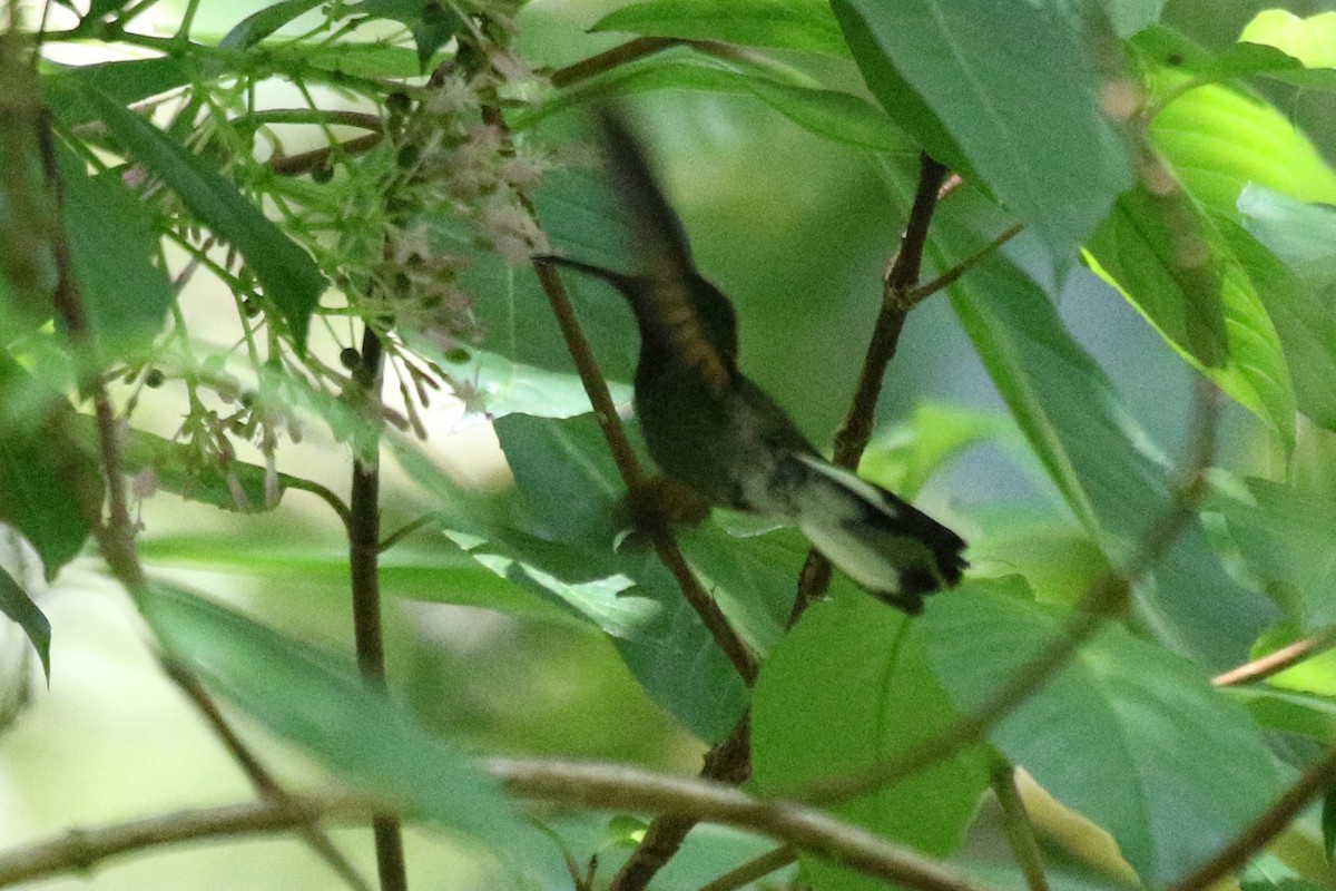 kolibřík zelenopláštíkový - ML616632215