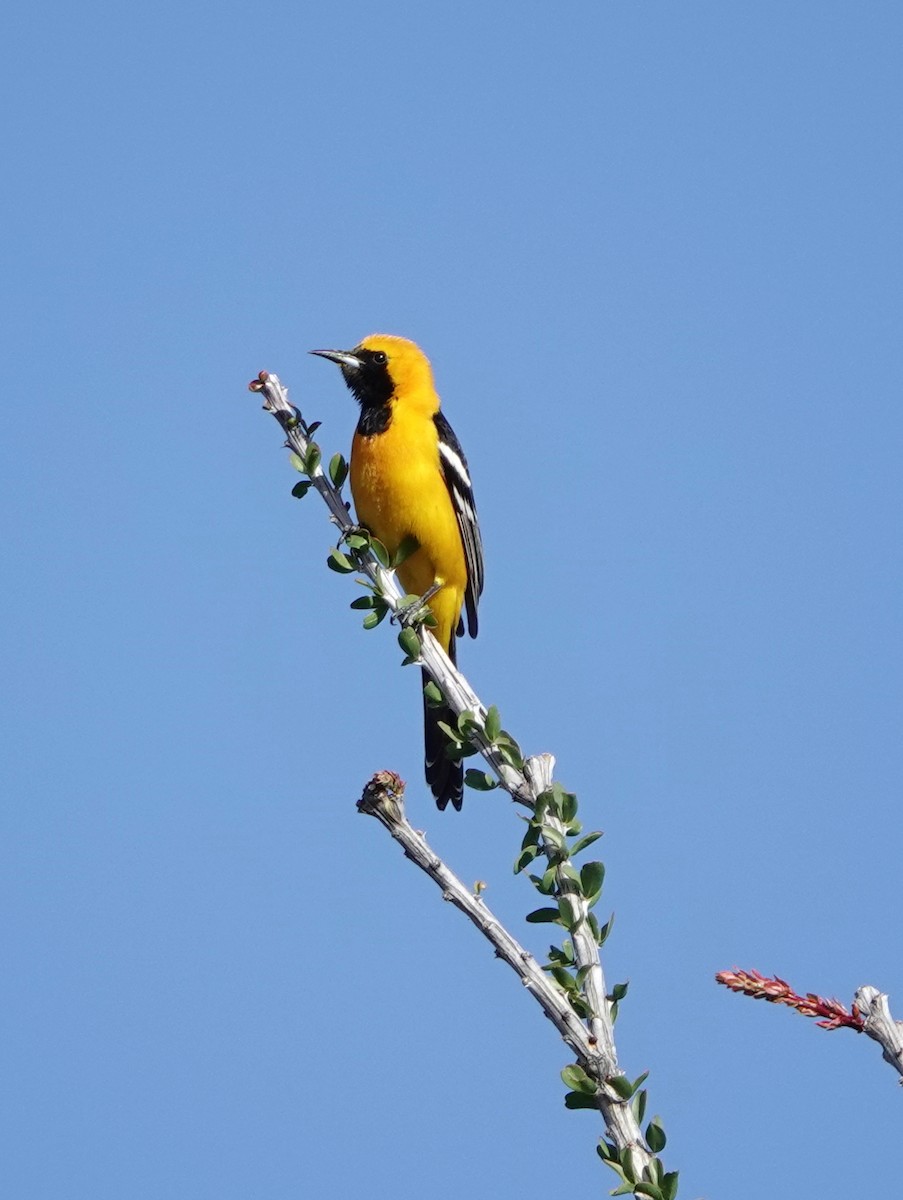 Hooded Oriole (nelsoni Group) - ML616632217
