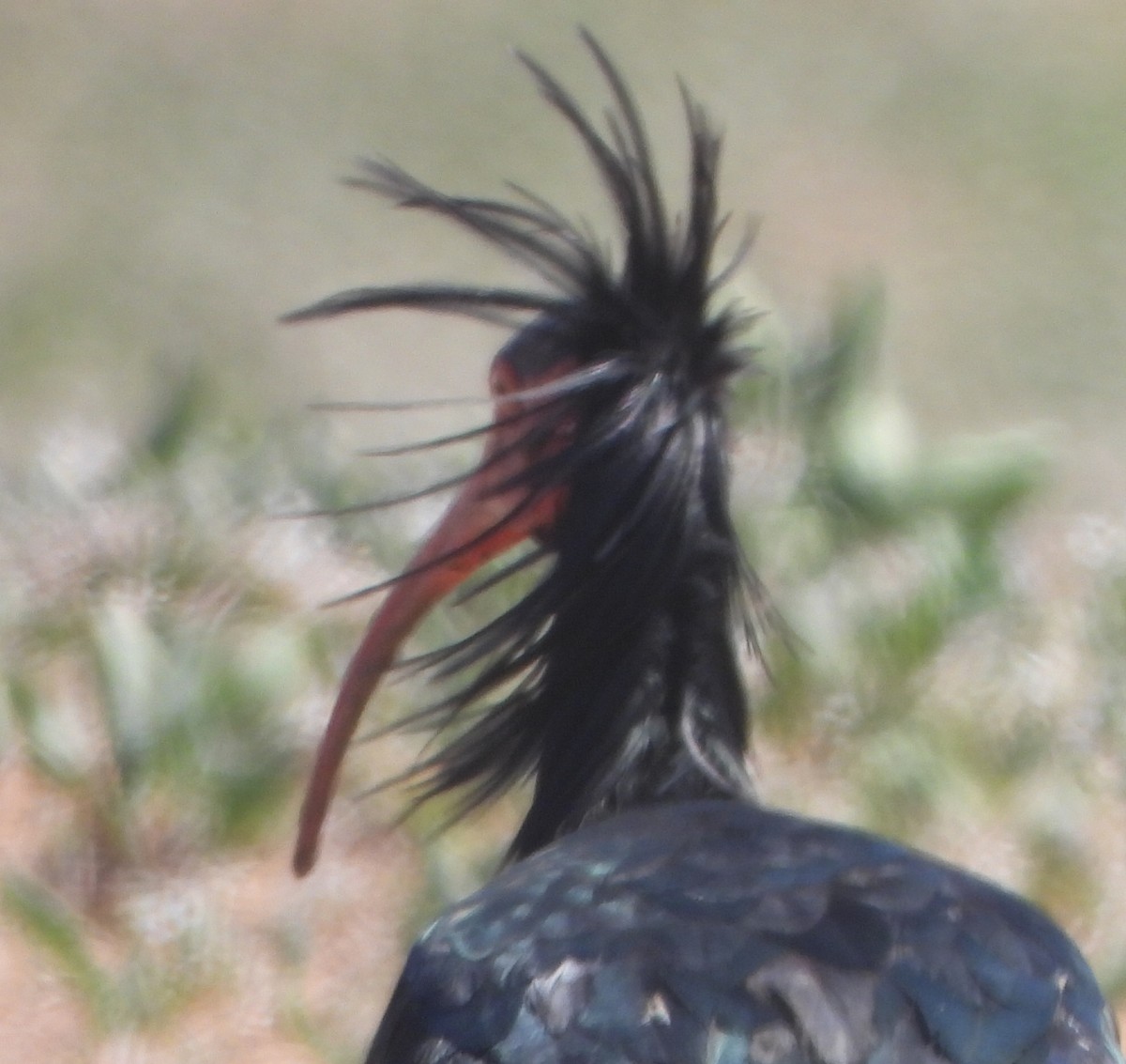 Northern Bald Ibis - ML616632256