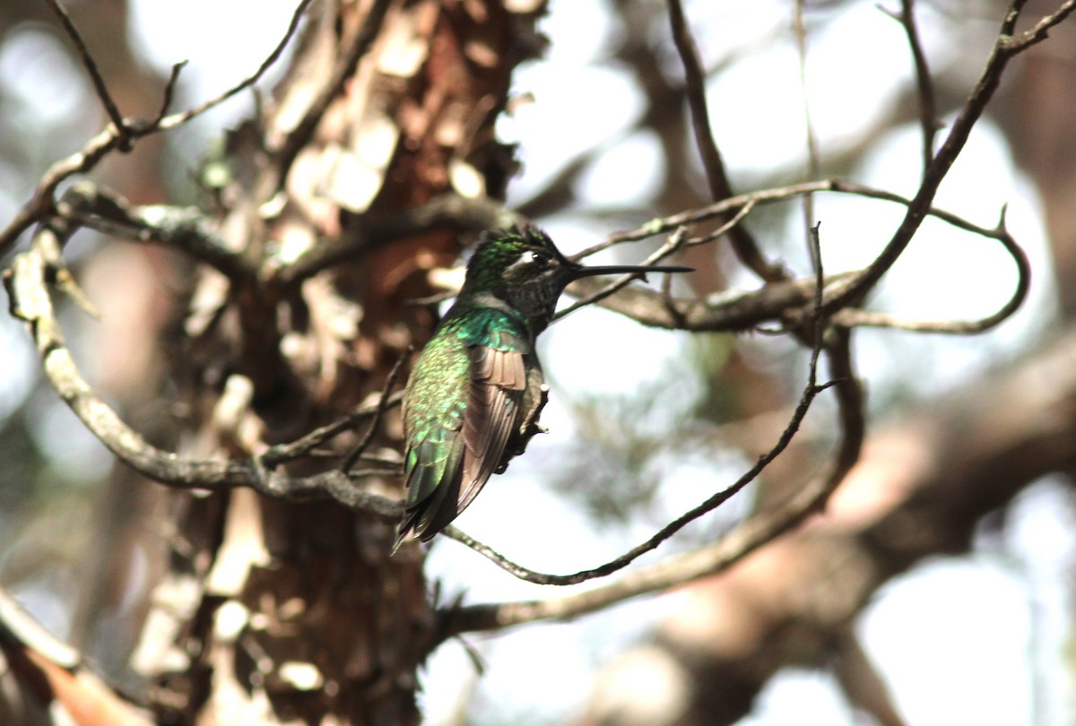Anna's Hummingbird - ML616632288