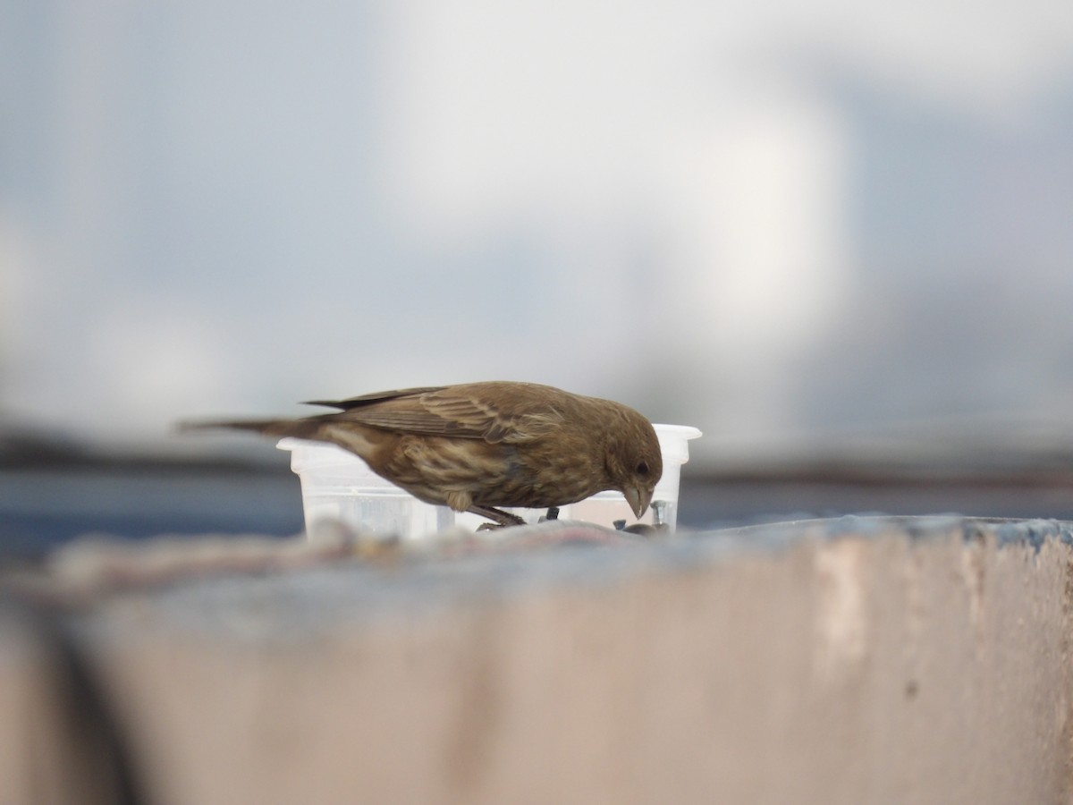 House Finch (Common) - ML616632369