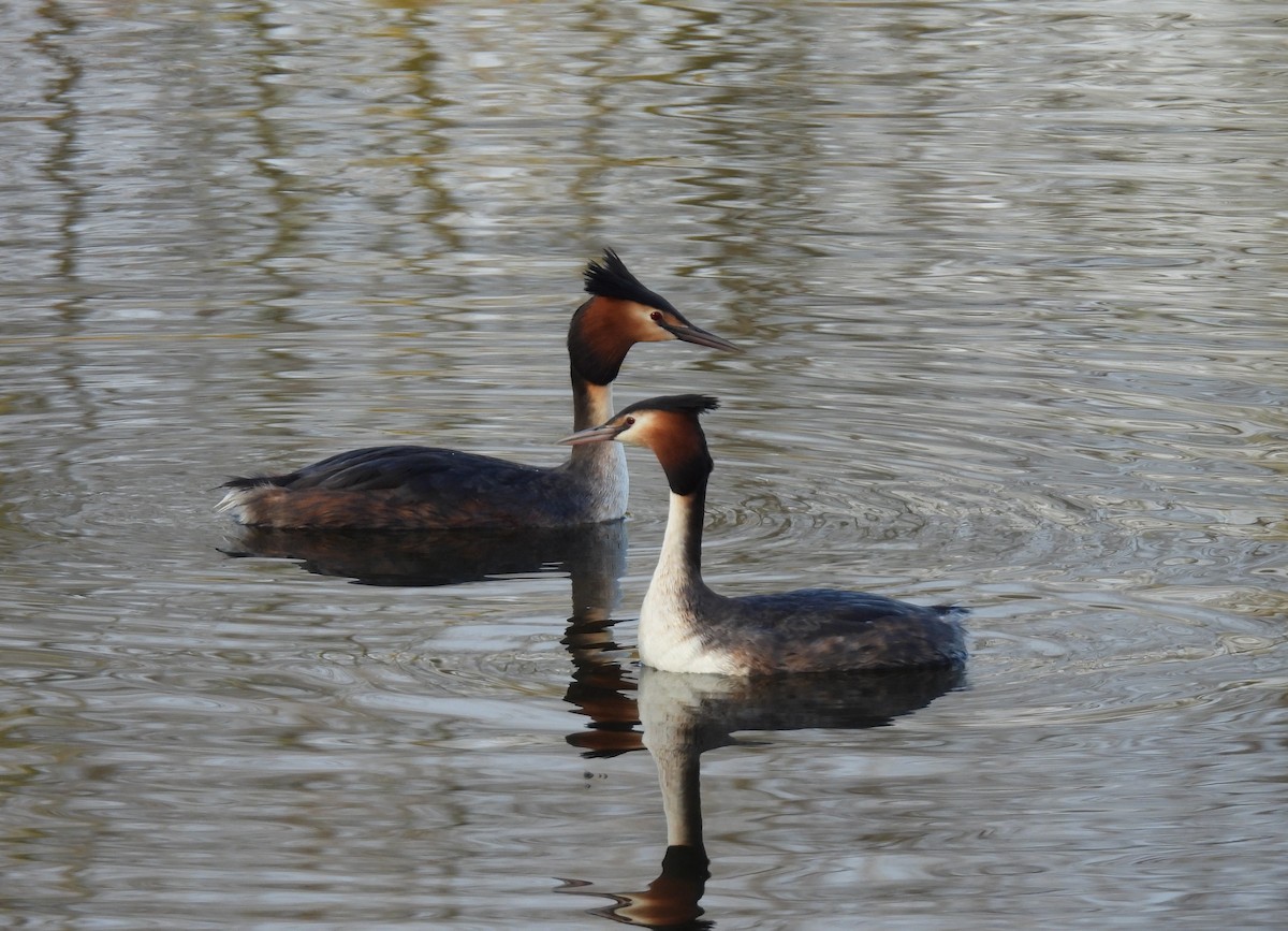 Great Crested Grebe - ML616632405