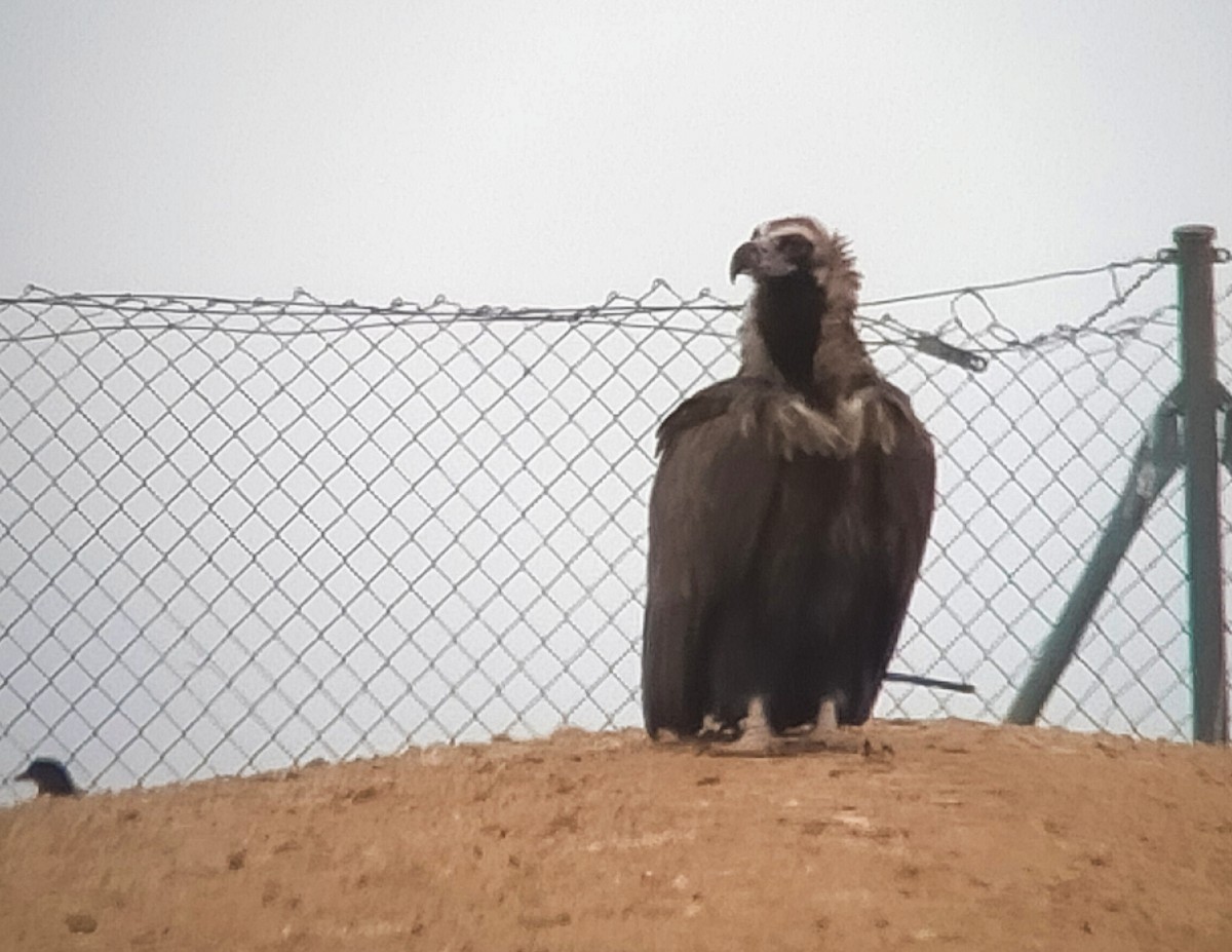 Cinereous Vulture - ML616632428