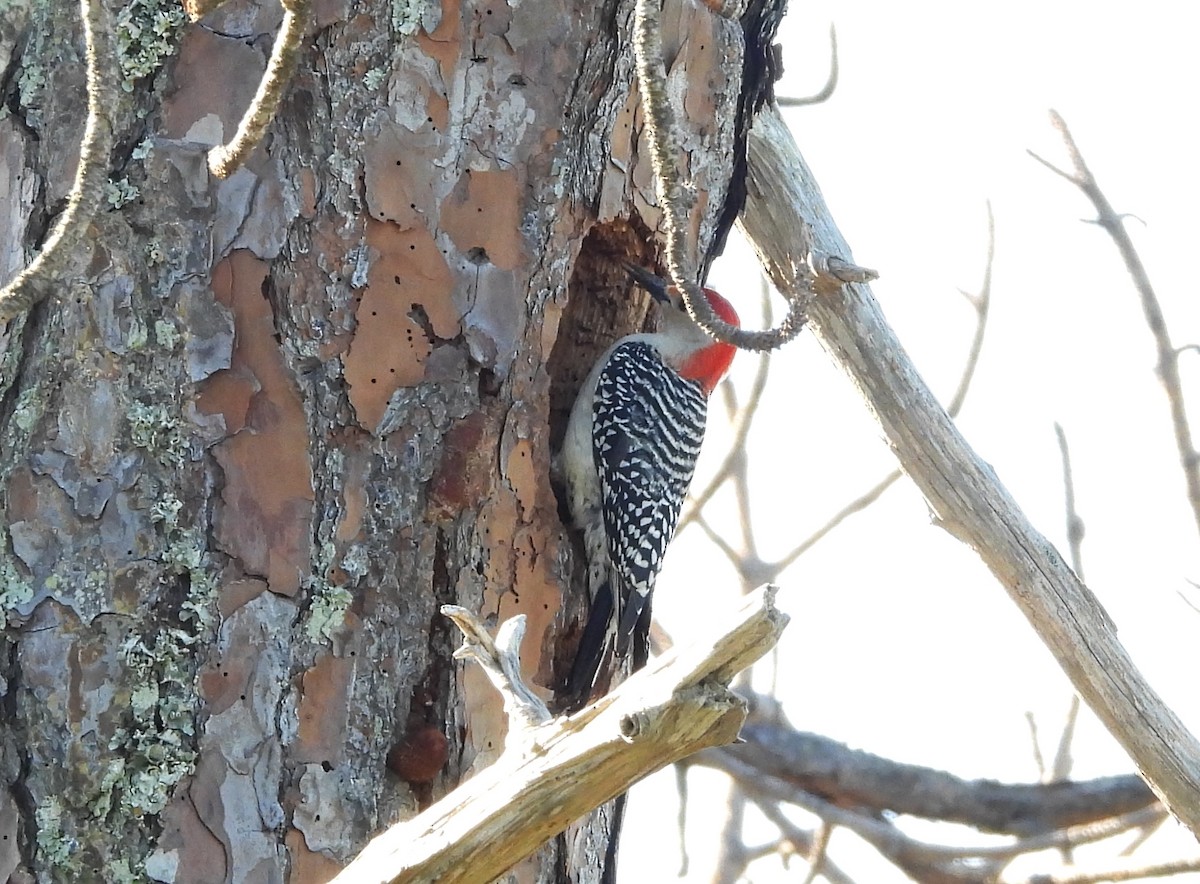 Red-bellied Woodpecker - ML616632471