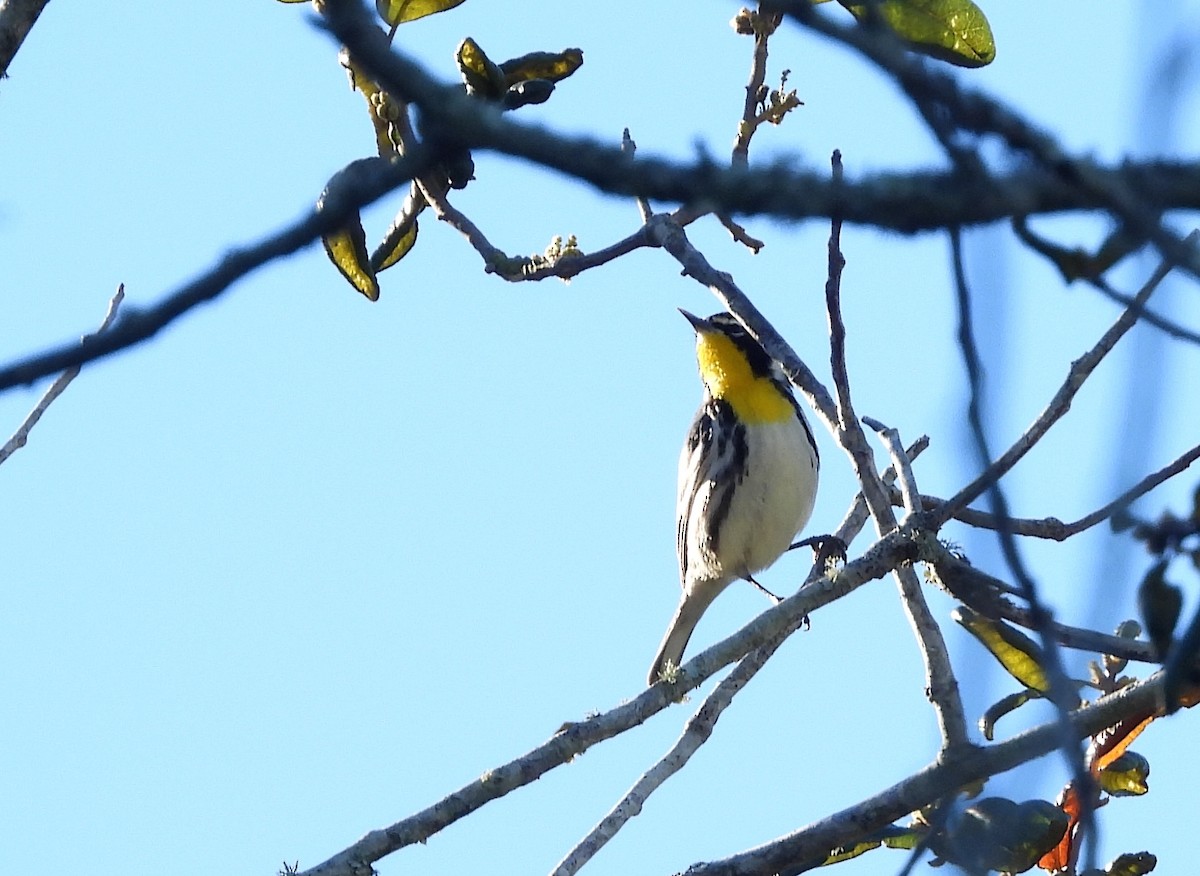 Yellow-throated Warbler - ML616632511