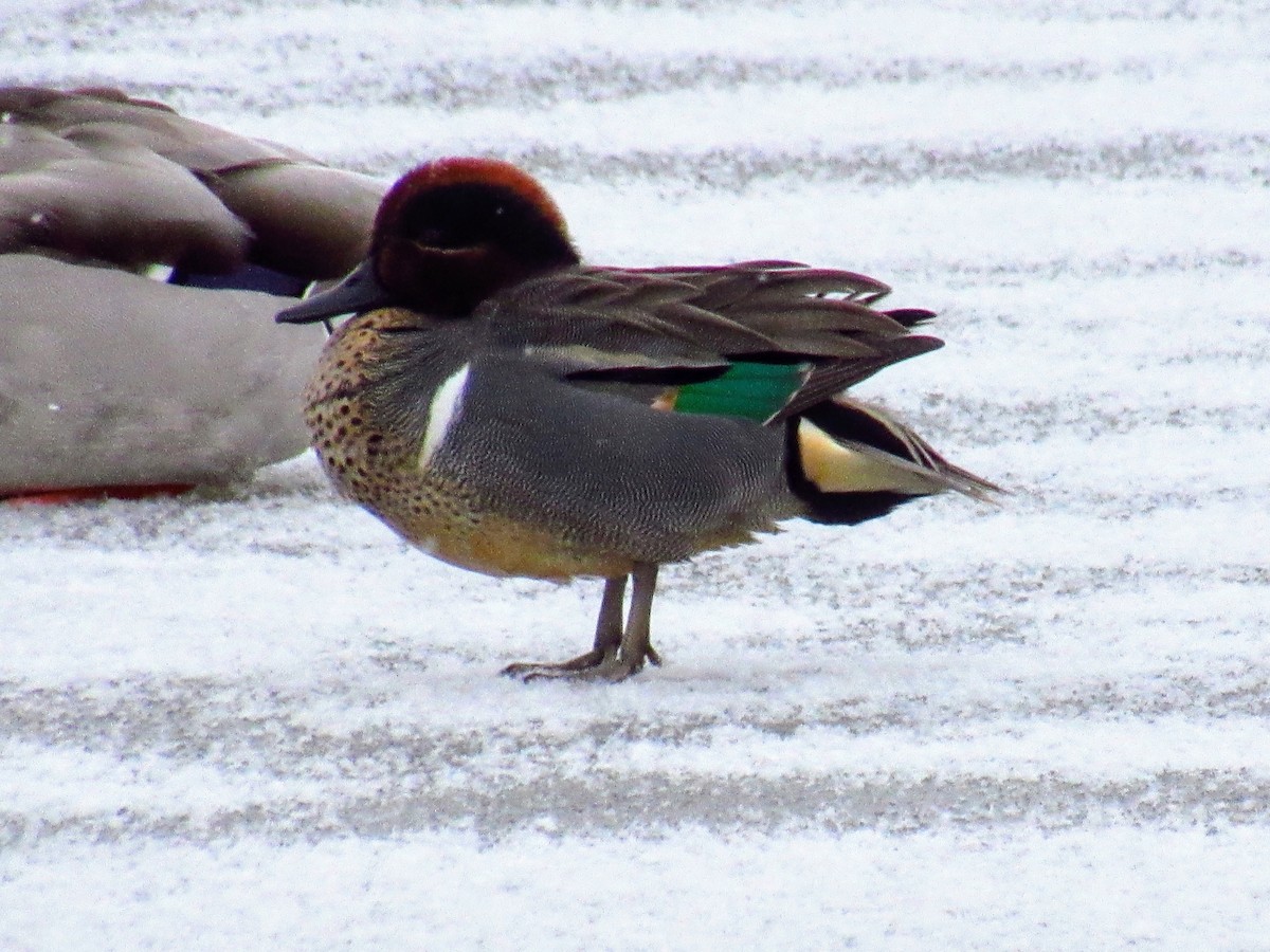Green-winged Teal - ML616632565
