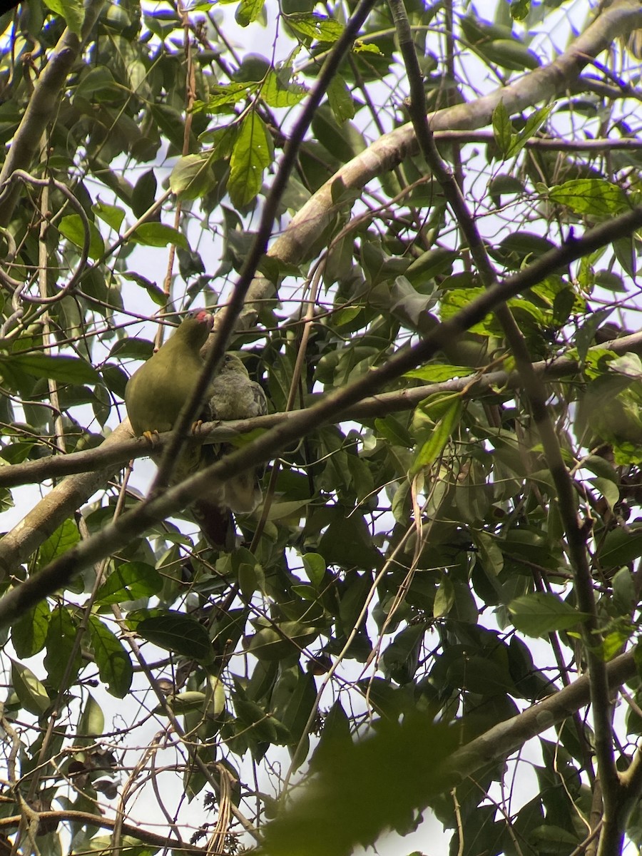 African Green-Pigeon (African) - ML616632672
